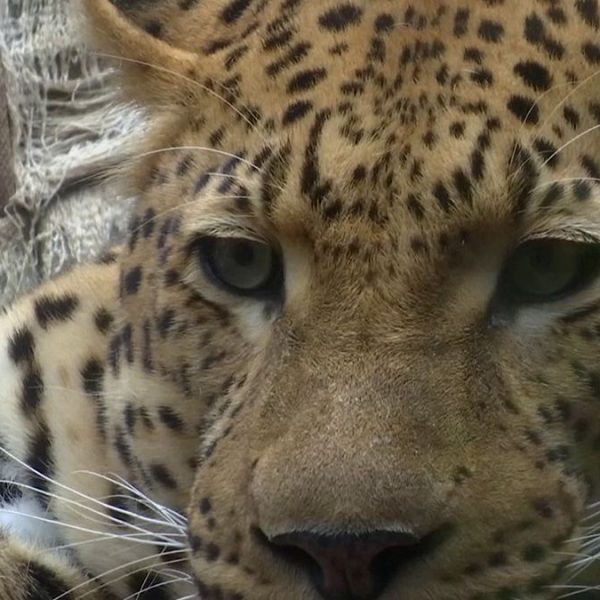 Panthera ‘Yaşam İçin Kürk’ projesiyle leoparları kurtarıyor