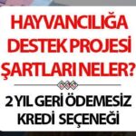 Tarım ve Sığır için Destek Paketi Şartları 2025: Kırsal kesimde doğurganlık nedir, Zootechnics için uygulama olduğunda kim uygulayabilecek bir destek projesi nedir? 2 yıla kadar kaçırılamaz kredi seçeneği!