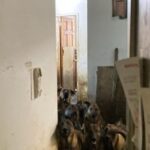 ABD’de tahliye edilen bir apartman dairesinde sağlıksız koşullarda yaşayan 48 köpek bulundu