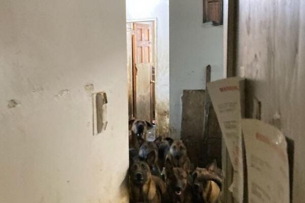 ABD’de tahliye edilen bir apartman dairesinde sağlıksız koşullarda yaşayan 48 köpek bulundu
