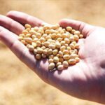 AB’den şaşırtan genetiği değiştirilmiş soya fasulyesi kararı
