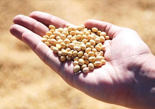 AB’den şaşırtan genetiği değiştirilmiş soya fasulyesi kararı