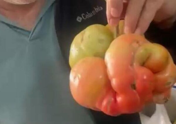 Yerli tohumun gücü şaşırttı! Tam 1 kilo 400 gram